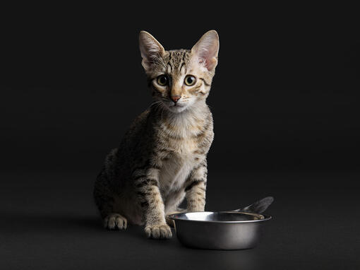 Kitten with food bowl on black background