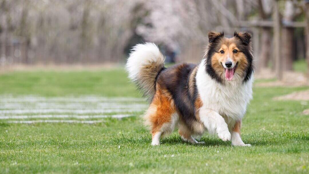 Shetland Sheepdog with tongue out running.