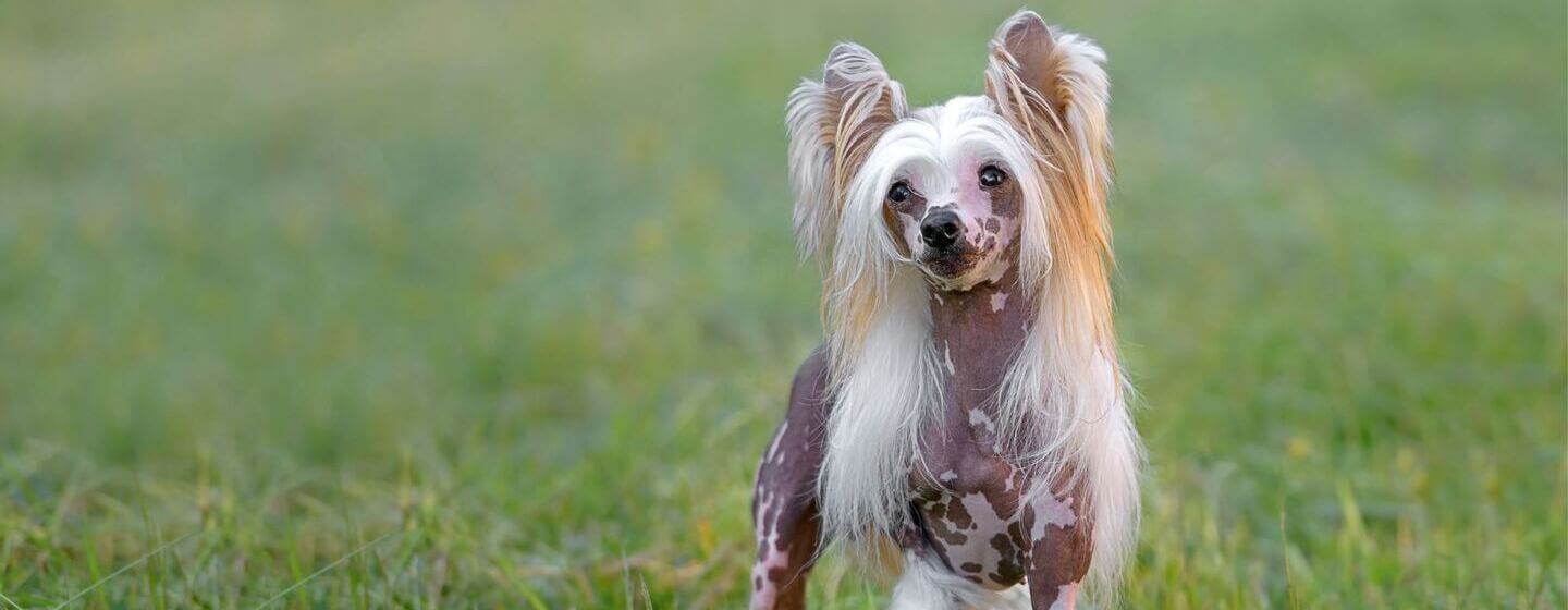 White and brown Chinese Crested dog running through the grass.