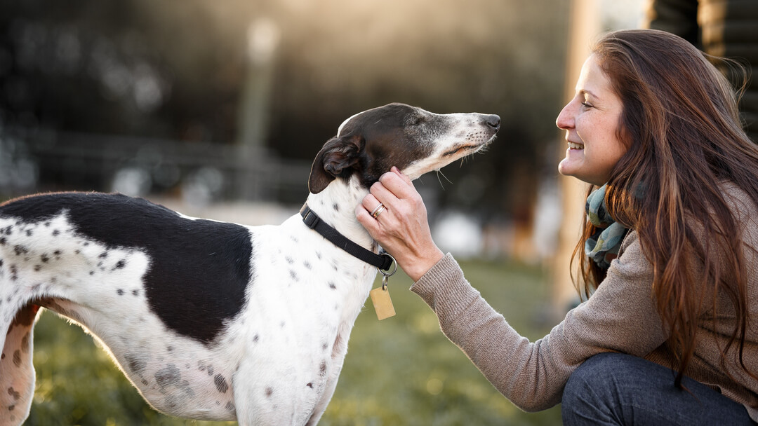 Dog Moulting | Black And White Whippet Being Stroked By Owner