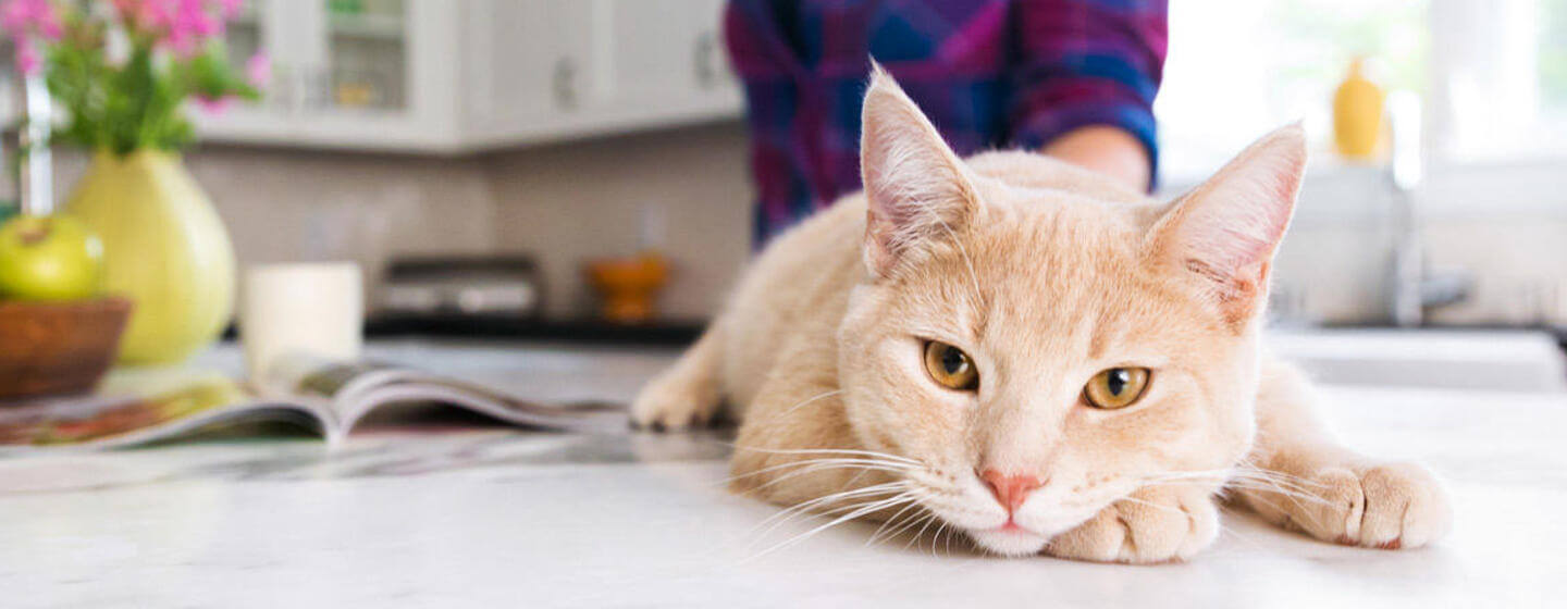 Cat lying on kitchen table