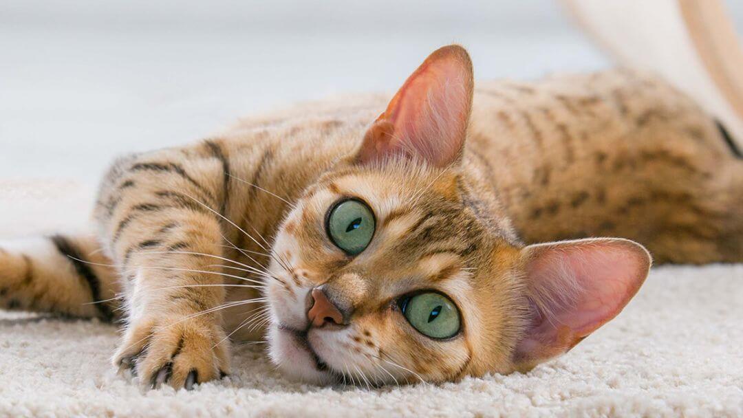 Cats Meowing | Cat With Green Eyes