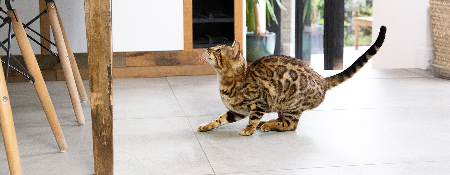 Cat getting ready to jump in kitchen