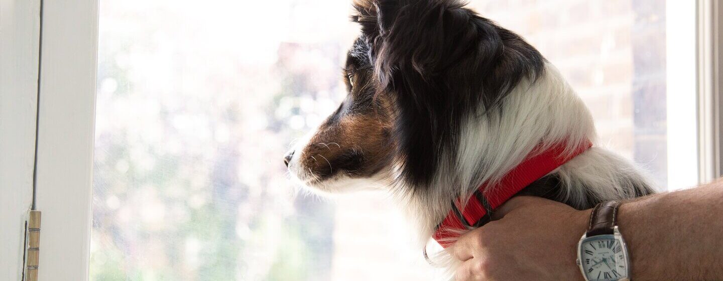 German Shepherd with red collar looking out of window.