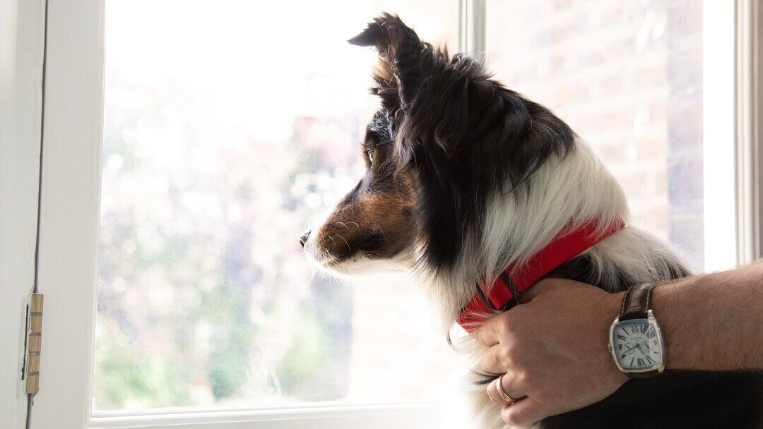 Hair Fall In Dogs | German Shepherd With Red Collar Looking Out Of Window