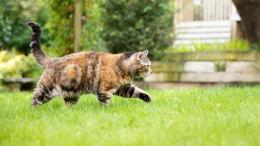 Cat Tongue | Dark Brown, Patchy Cat Walking Through The Grass