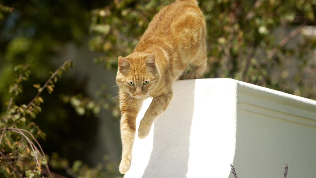 Cat Exercise Games | Ginger Cat Jumping From Gate Outside