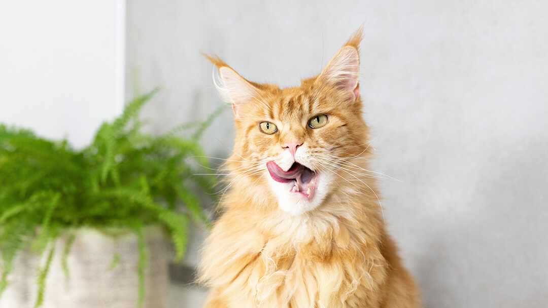 Cat Bad Breath | Ginger Cat With Wide Open Mouth Licking Nose