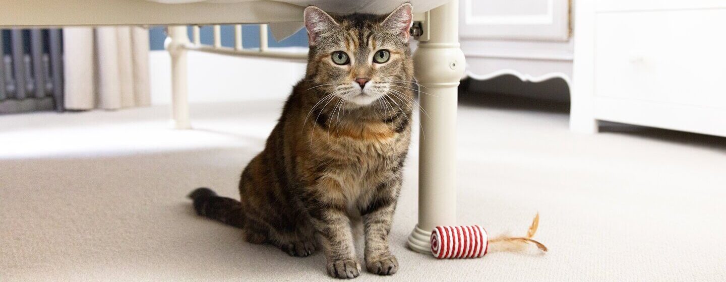 Brown cat with green eyes sitting under the bed.