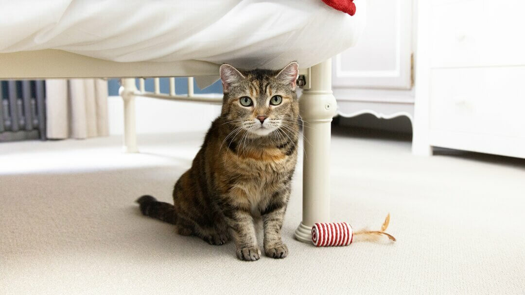 Cat's Night Vision | Brown Cat With Green Eyes Sitting Under The Bed