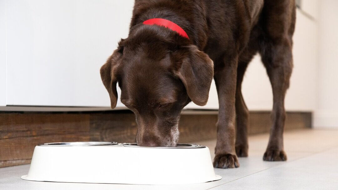 Chocolate Labrador eating food out of a white bowl.