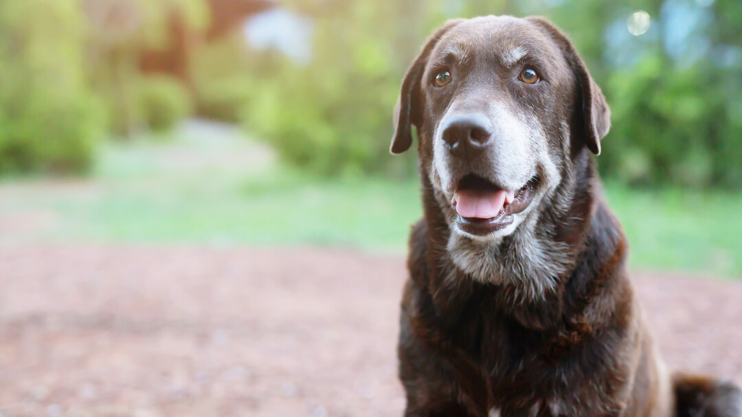 Dogs Vision | Close Up Of Older Dog