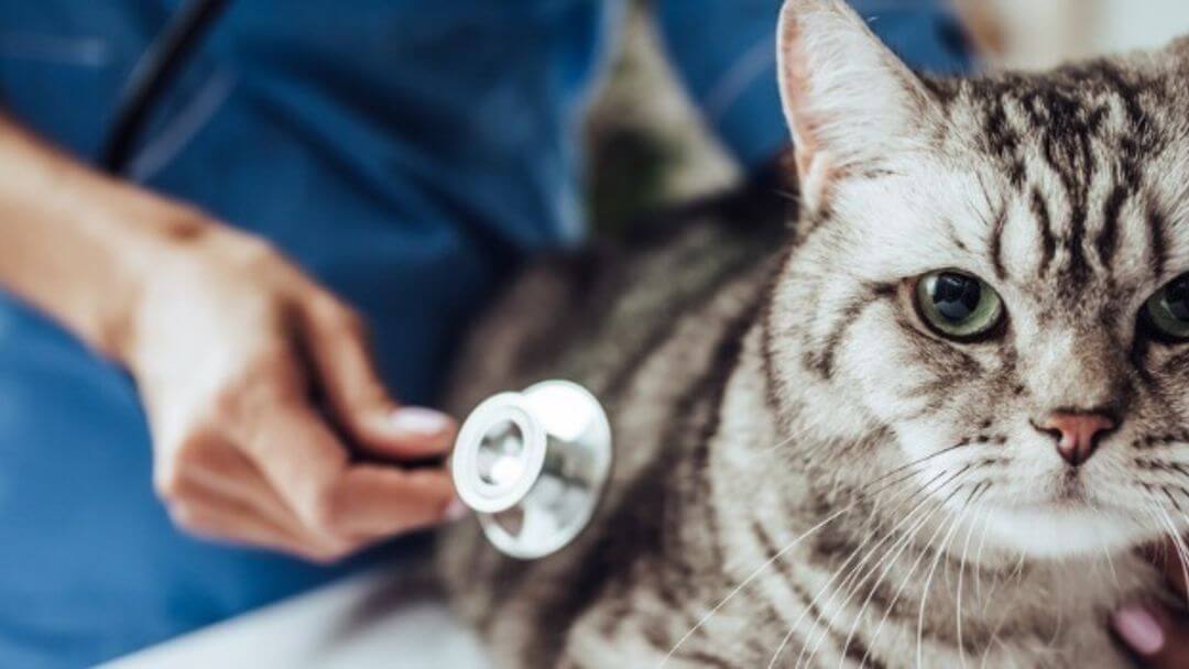 Cat at vets with a stethoscope