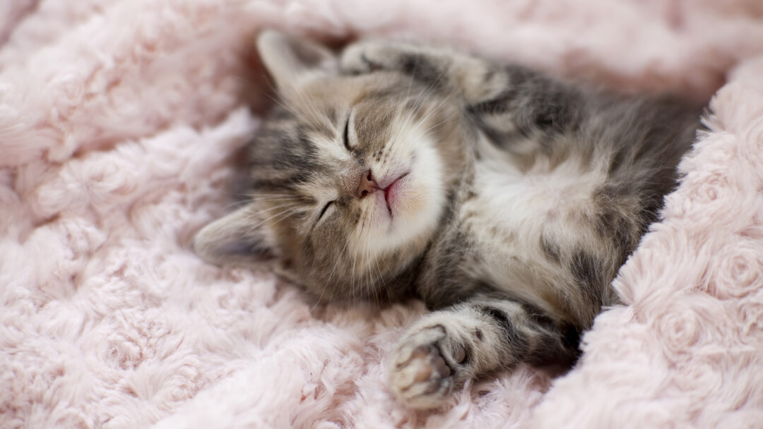 When Do Kittens Open Their Eyes | Newborn Kitten In Blanket