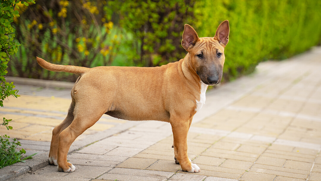 Dog Scratching | Dog Standing In A Garden