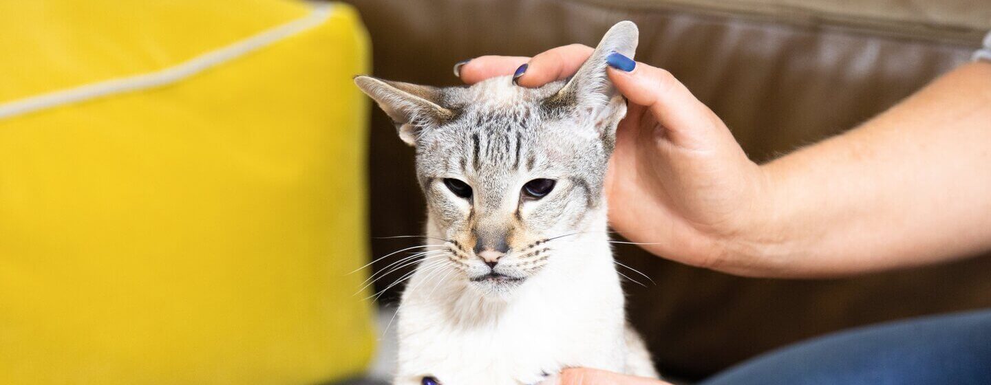 owner inspecting her cat's ear