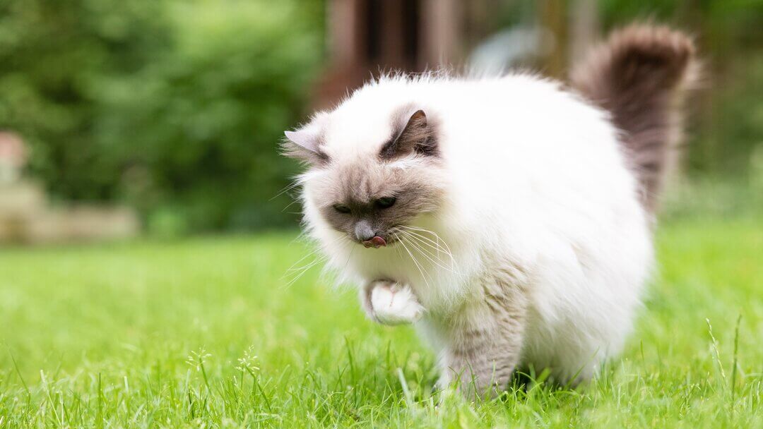 Cat Hairball |  Cat With Hairball
