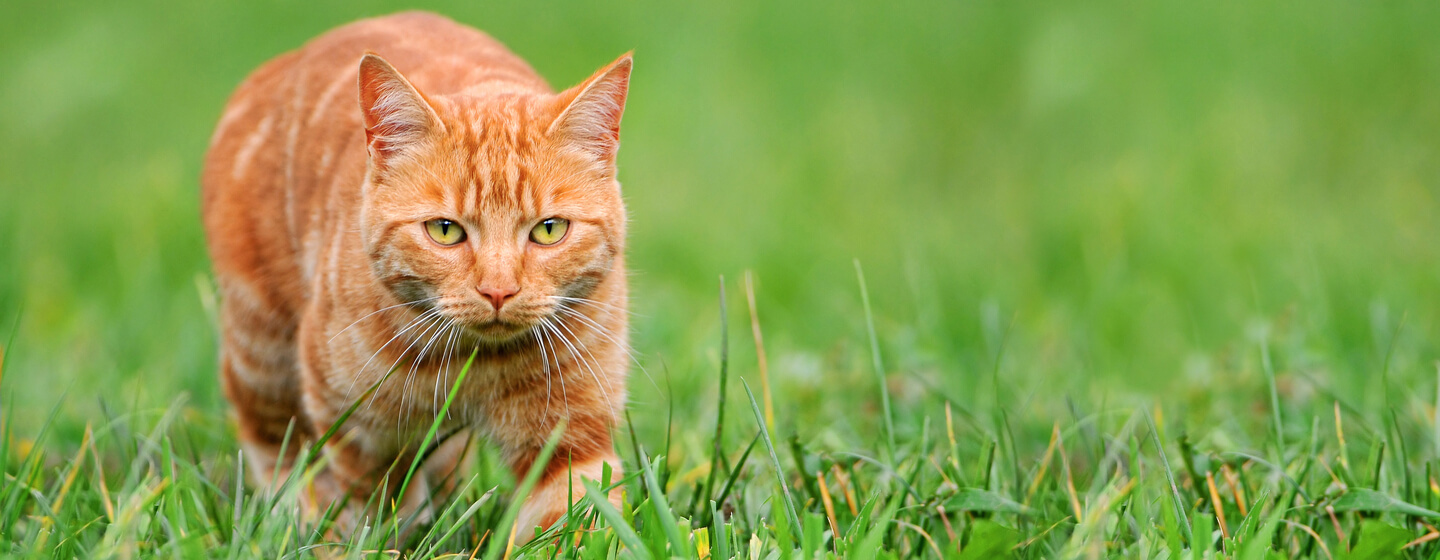 ginger cat in grass hunting