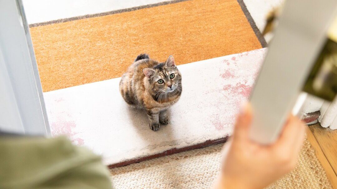 Dark brown cat sitting on doorstep