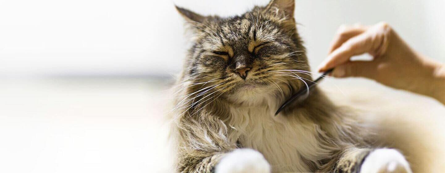 Fluffy dark cat having fur combed.