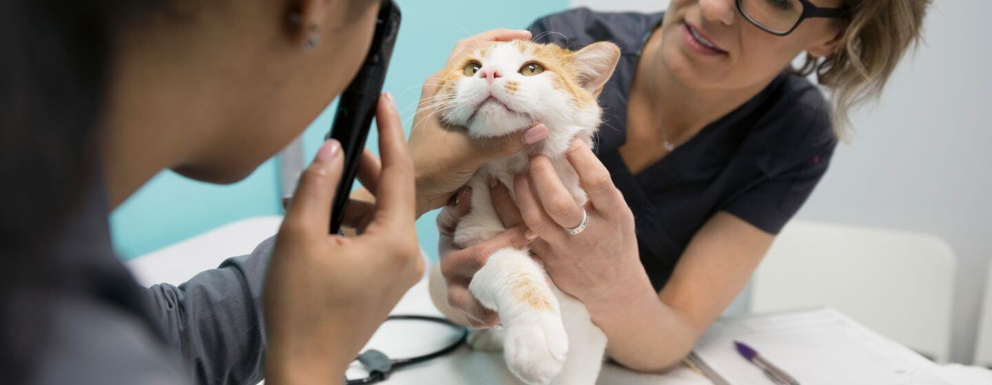 vet inspecting a cat's eyes