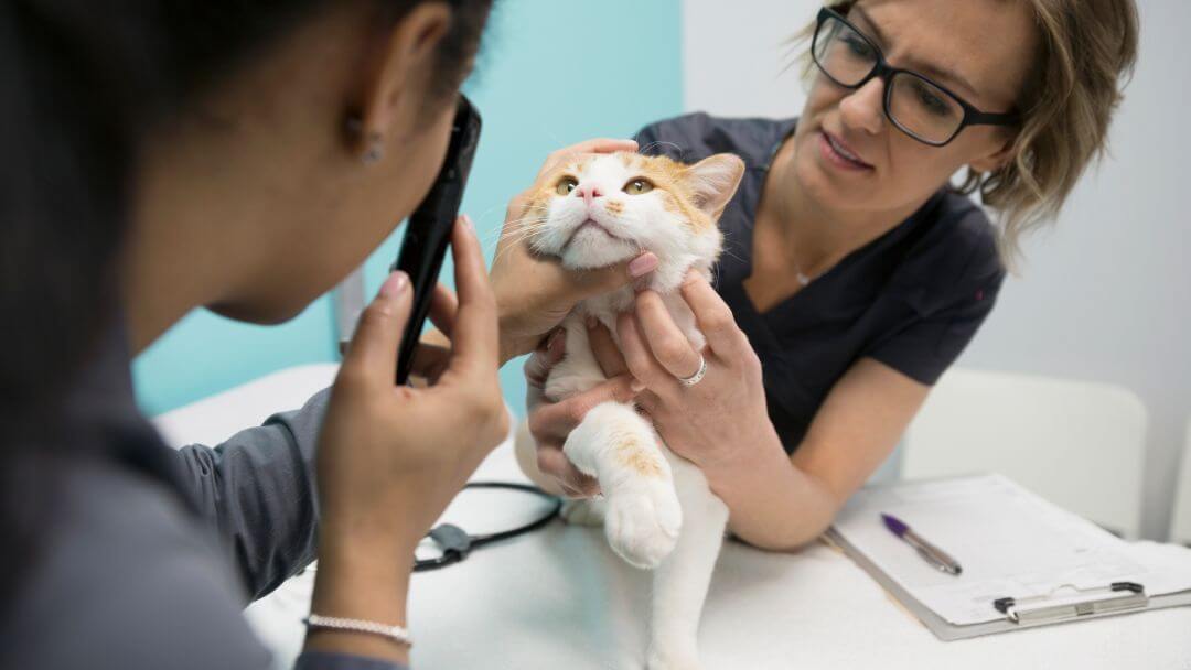 vet inspecting a cat's eyes