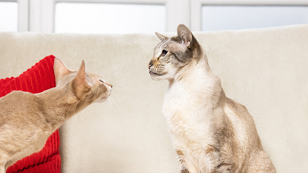 Two cats looking at each other on sofa