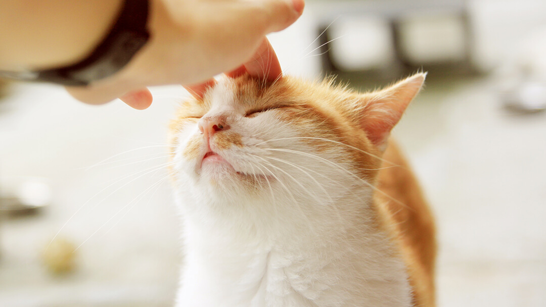 Person petting a cat