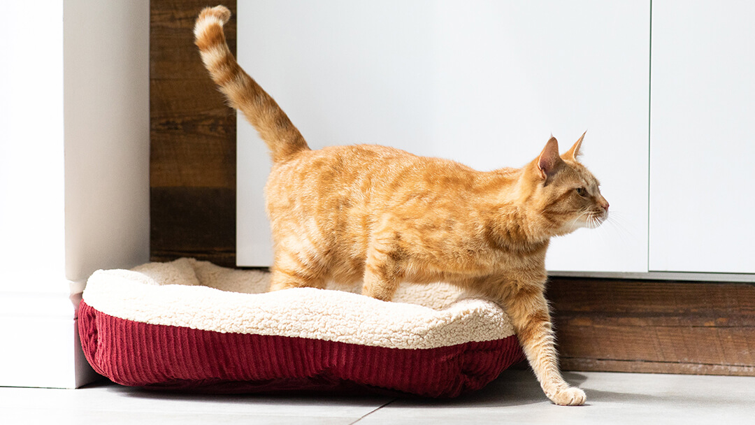 Cat Tail Language | Ginger Cat Stepping Out Of Cat Bed