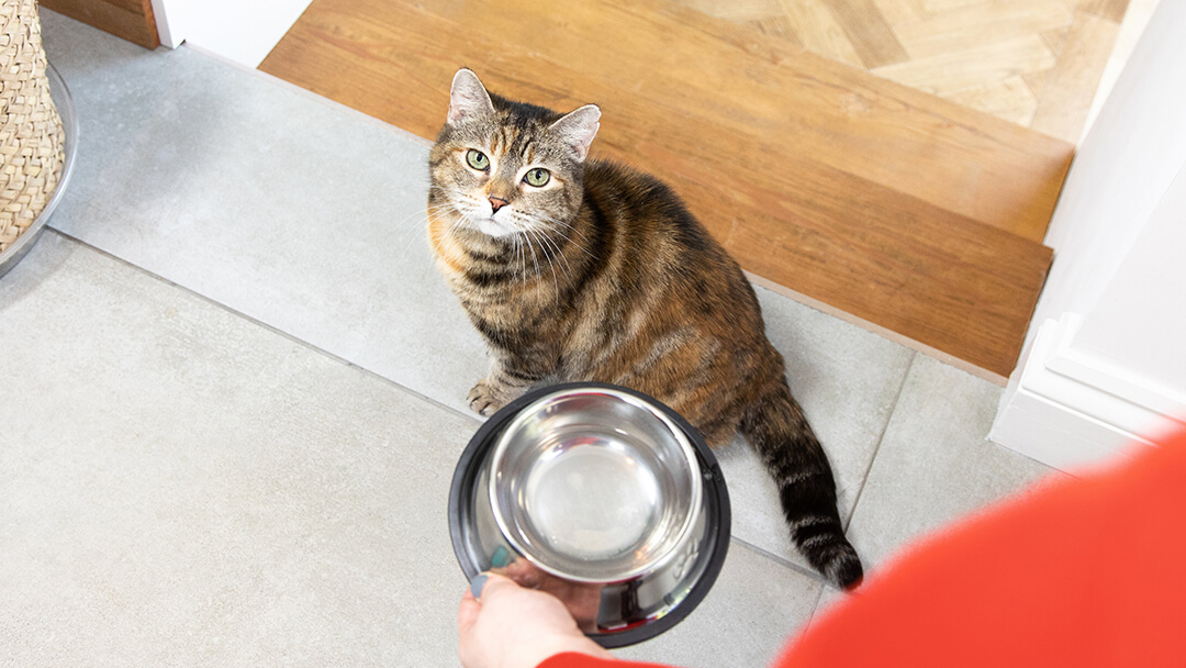 Cat Allergies | Cat Looking Up At Bowl