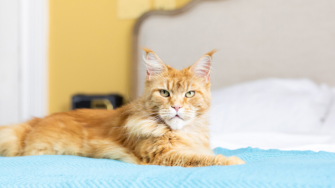 Kidney Disease In Cats | Cat Sitting On Bed