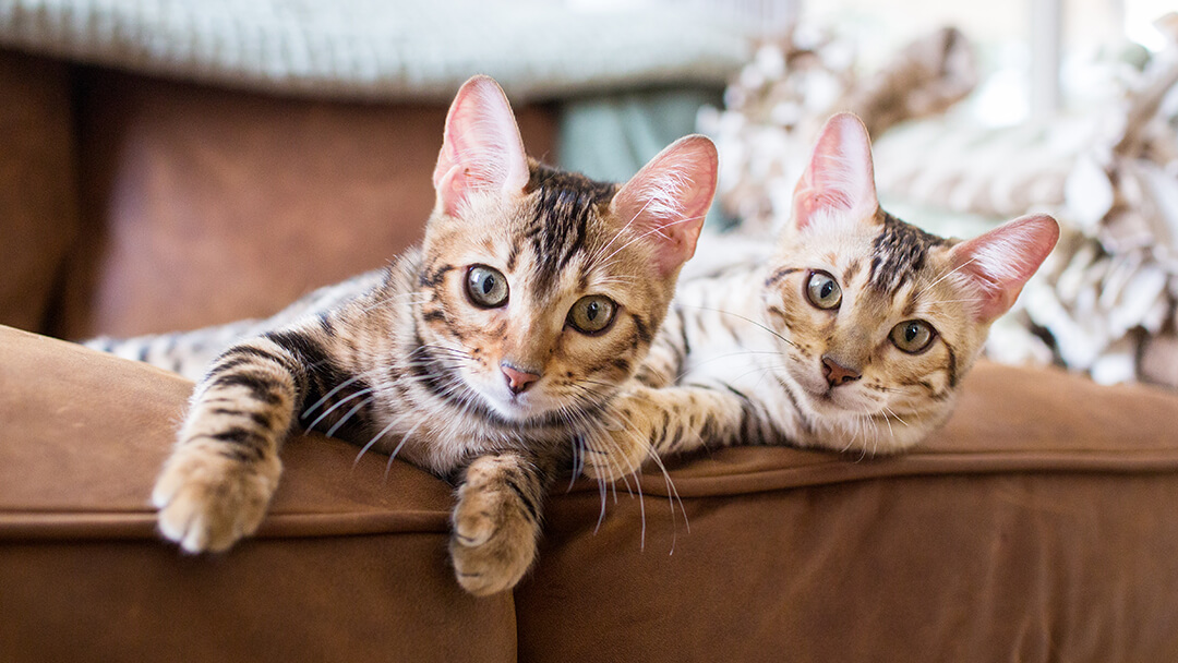 Buy A Cat | Two Cats Laying On Sofa