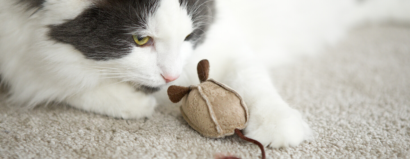 Cat playing with mouse toy