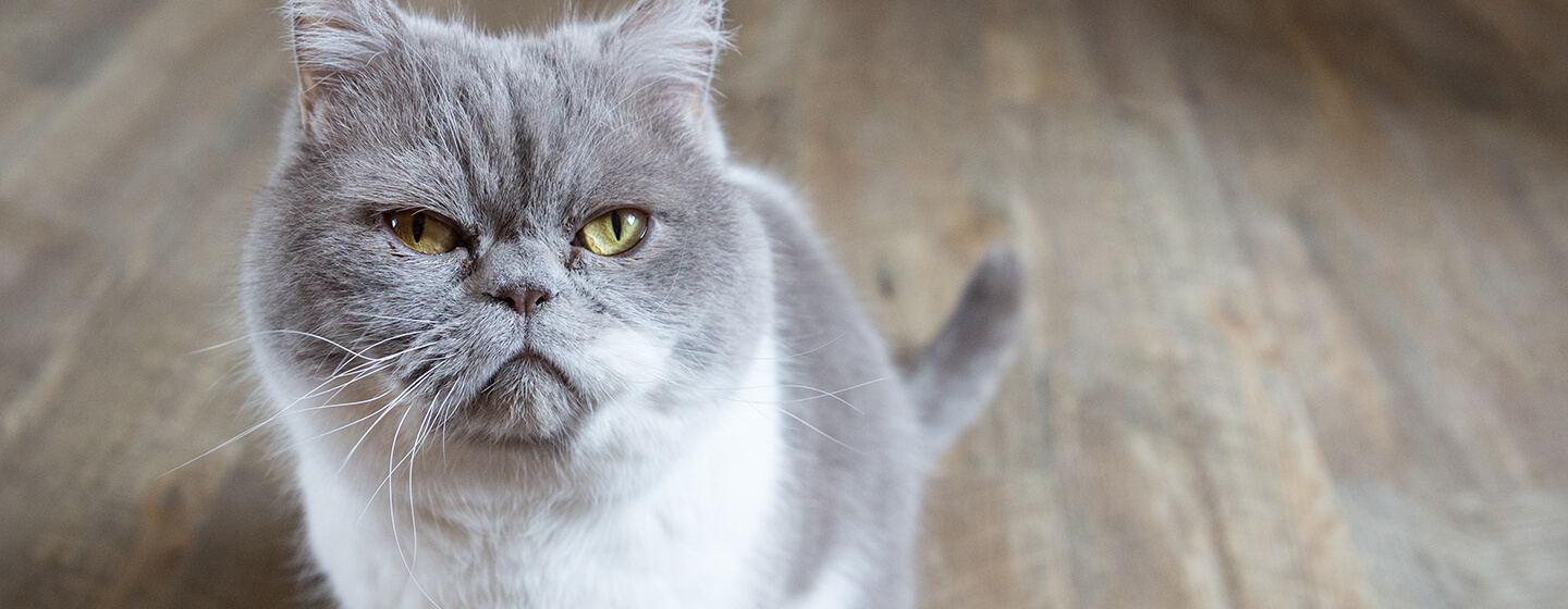 Cat sitting on wooden floor