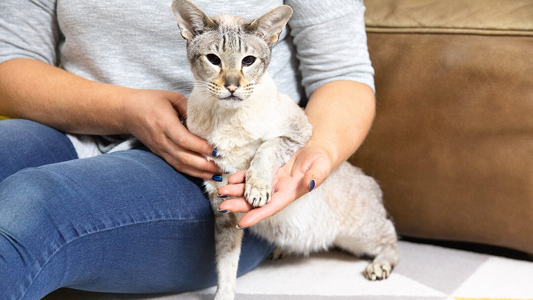 Can Cats Eat Cheese | Owner Holding Cat