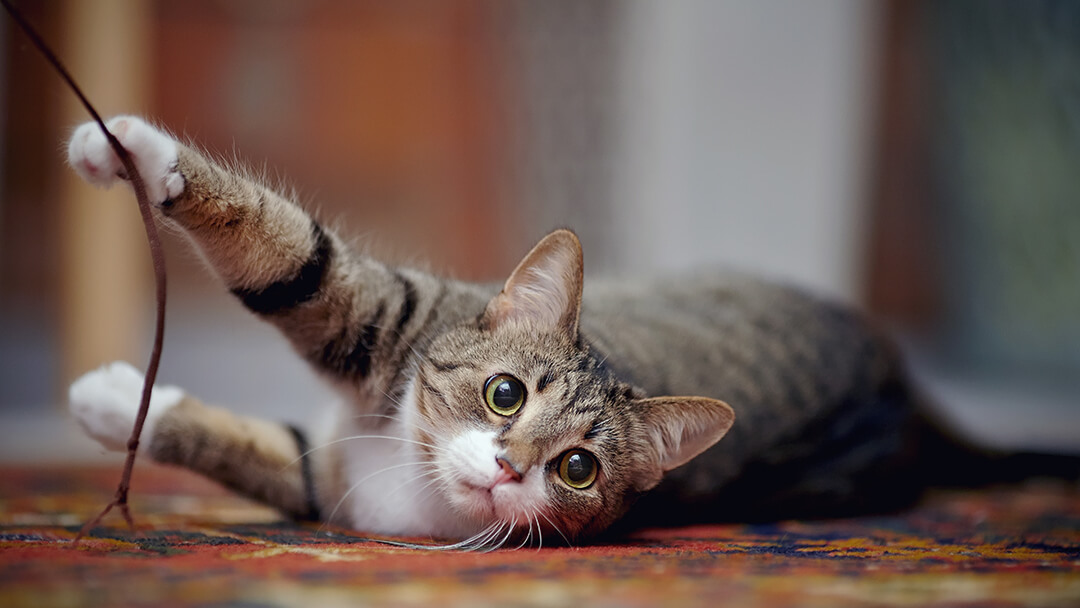 Cat laying on carpet playing with string