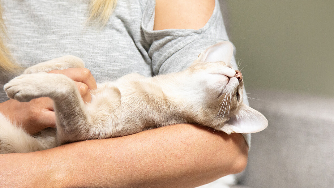 Cat laying in woman's arms