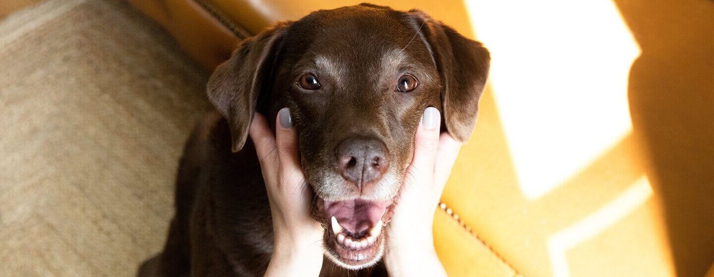 Chocolate Labrador having mouth held open by owner.