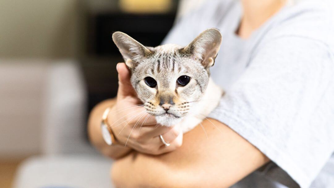 Light furred cat with dark eyes being held in owners arms.