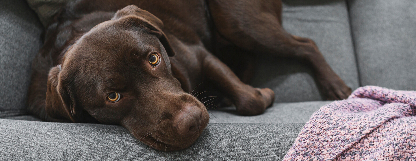 Chocolate labrador lying on a grey sofa.