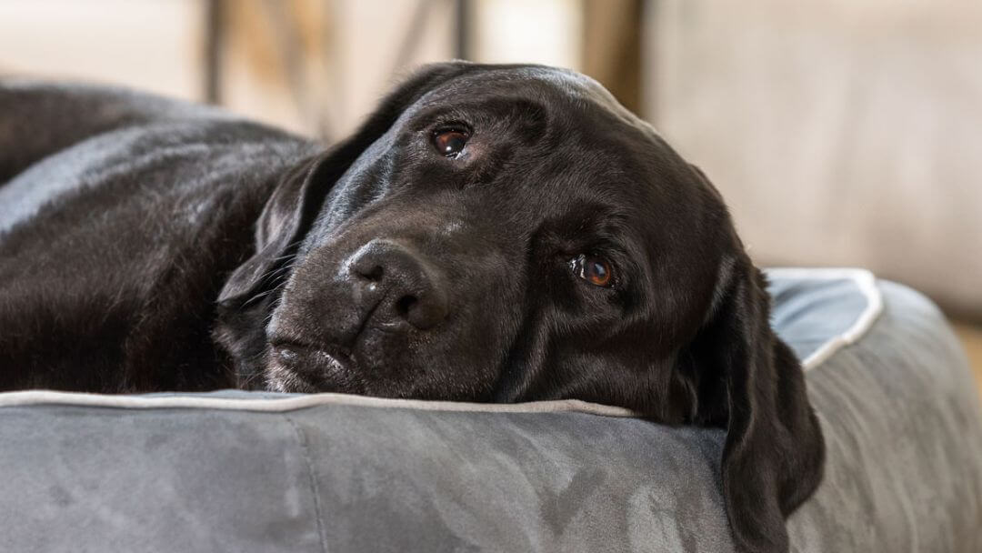 Black labrador lying on a dog bed.