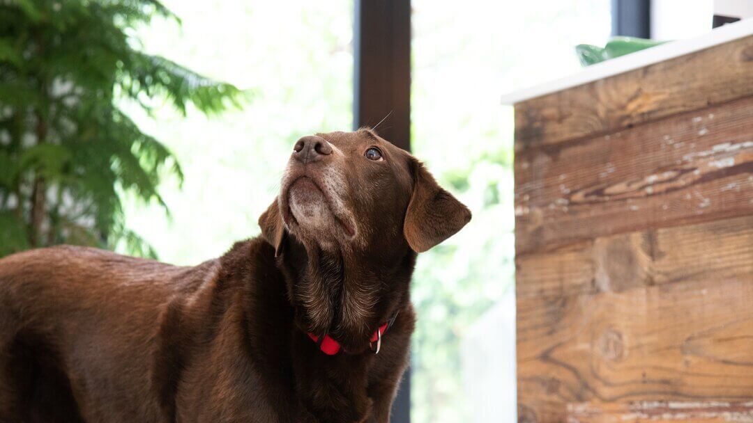 Chocolate Labrador in front of plant, looking up.