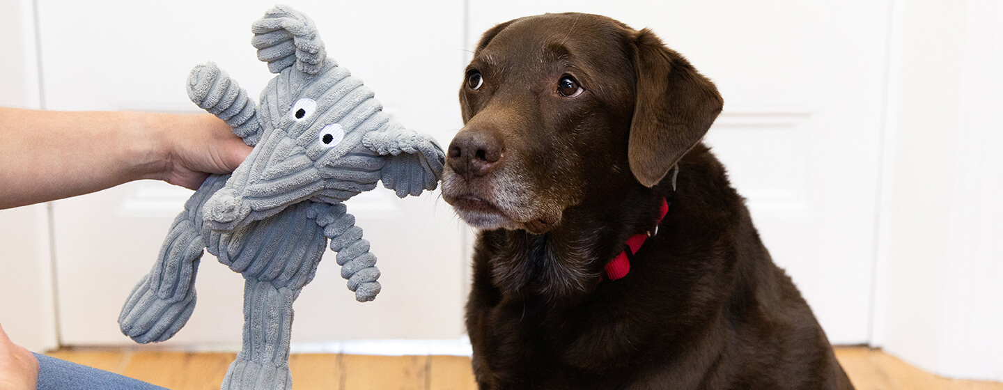 Sad looking dog with toy