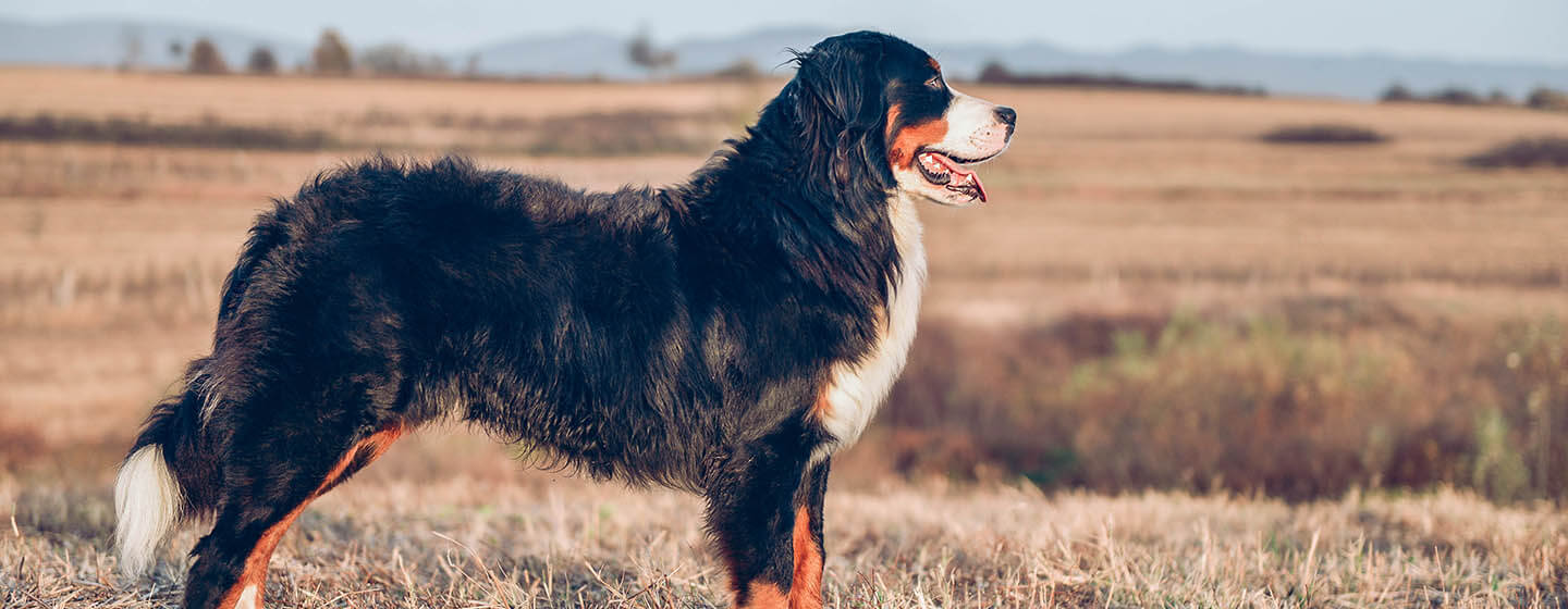 Dog standing in field.