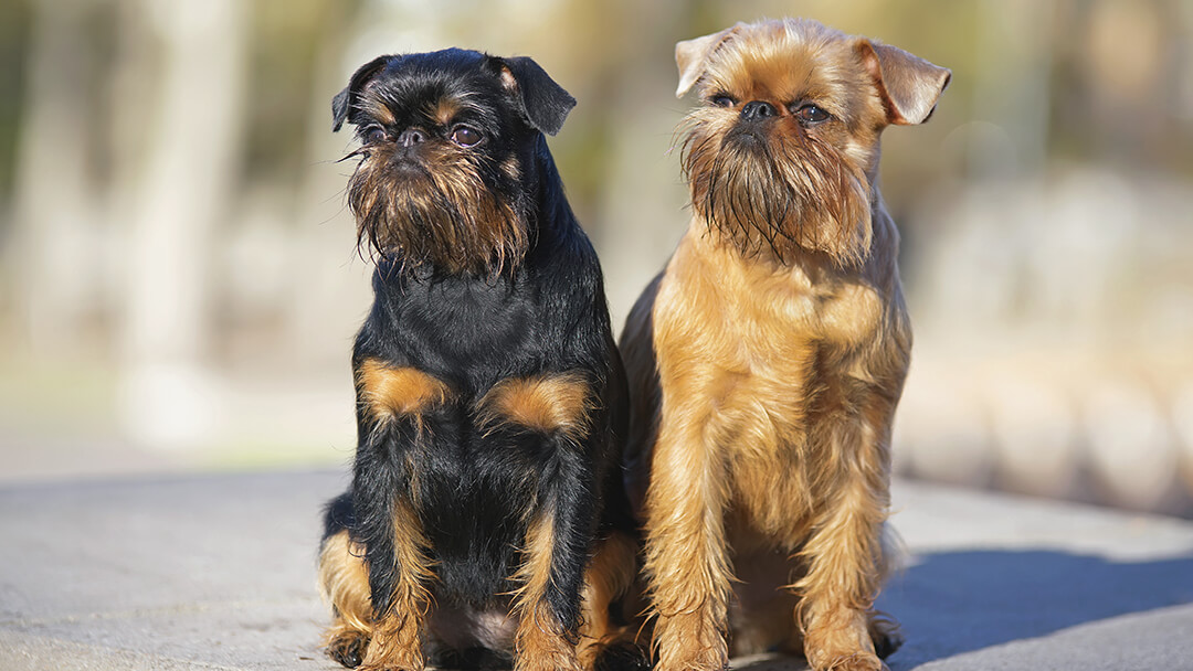 Two dogs sitting side by side