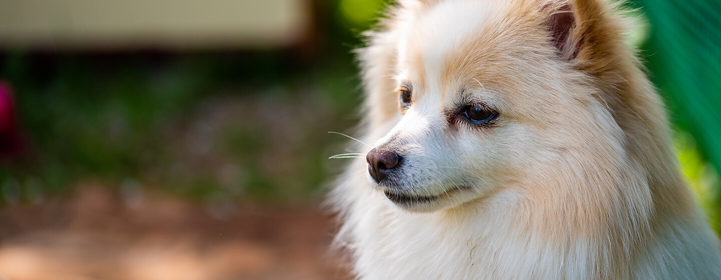 Dog close up