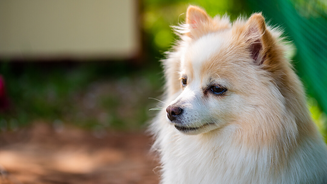Kidney Disease In Dogs | Dog Close Up