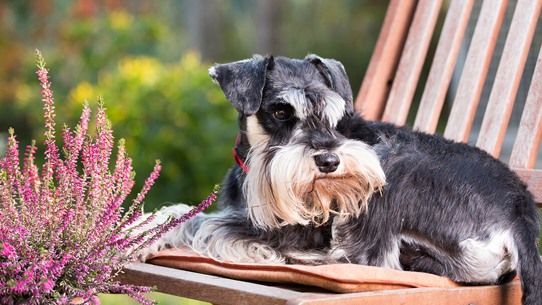 Dog sitting on garden chair