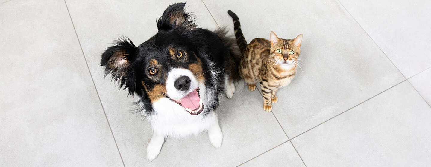 Dog and cat sitting on floor looking up