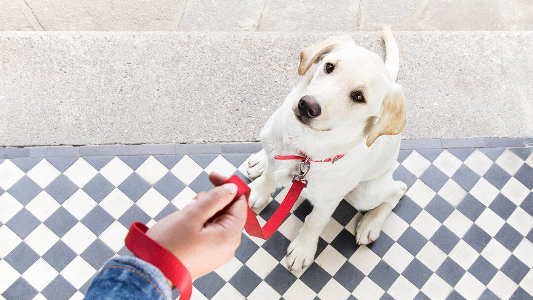 Dog sitting on doorstep with red lead